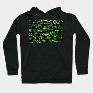 Hedera Hoodie